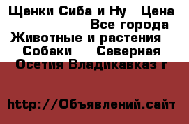 Щенки Сиба и Ну › Цена ­ 35000-85000 - Все города Животные и растения » Собаки   . Северная Осетия,Владикавказ г.